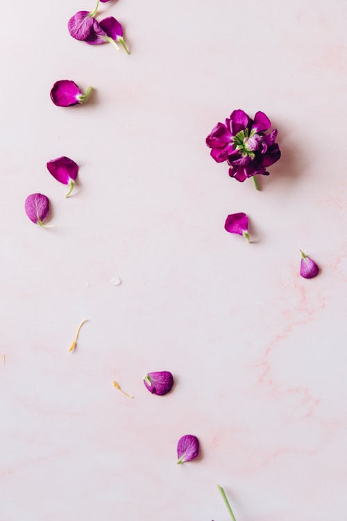 Purple Flowers and Petals on a Pink Surface