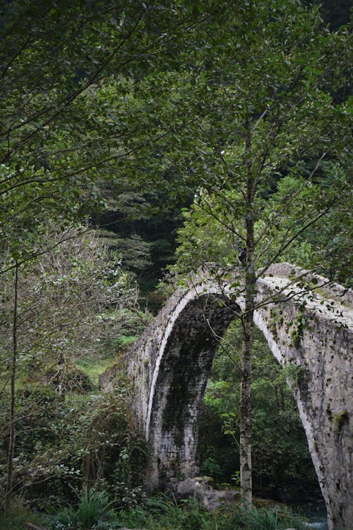 Free stock photo of bridge, forest, nature