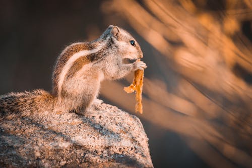 Nhiếp ảnh Lấy Nét Chọn Lọc Squirrel On Rock