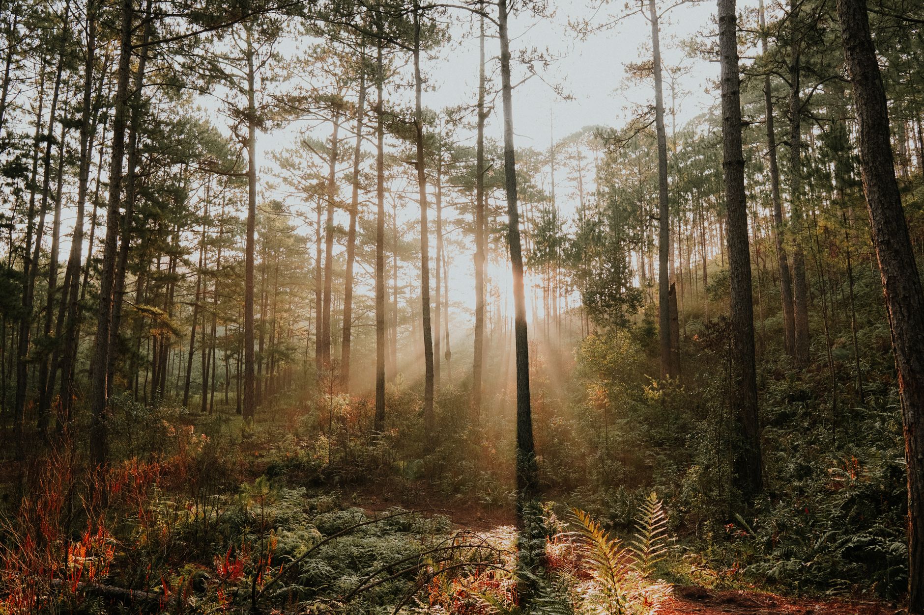 Serene morning scene with sunlight streaming through trees in ΔΓ LαΊ‘t forest, Vietnam.