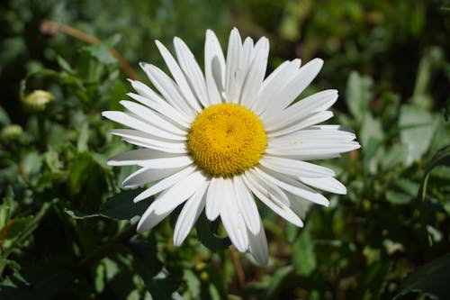 бесплатная Бесплатное стоковое фото с белая маргаритка, белый цветок, крупный план Стоковое фото