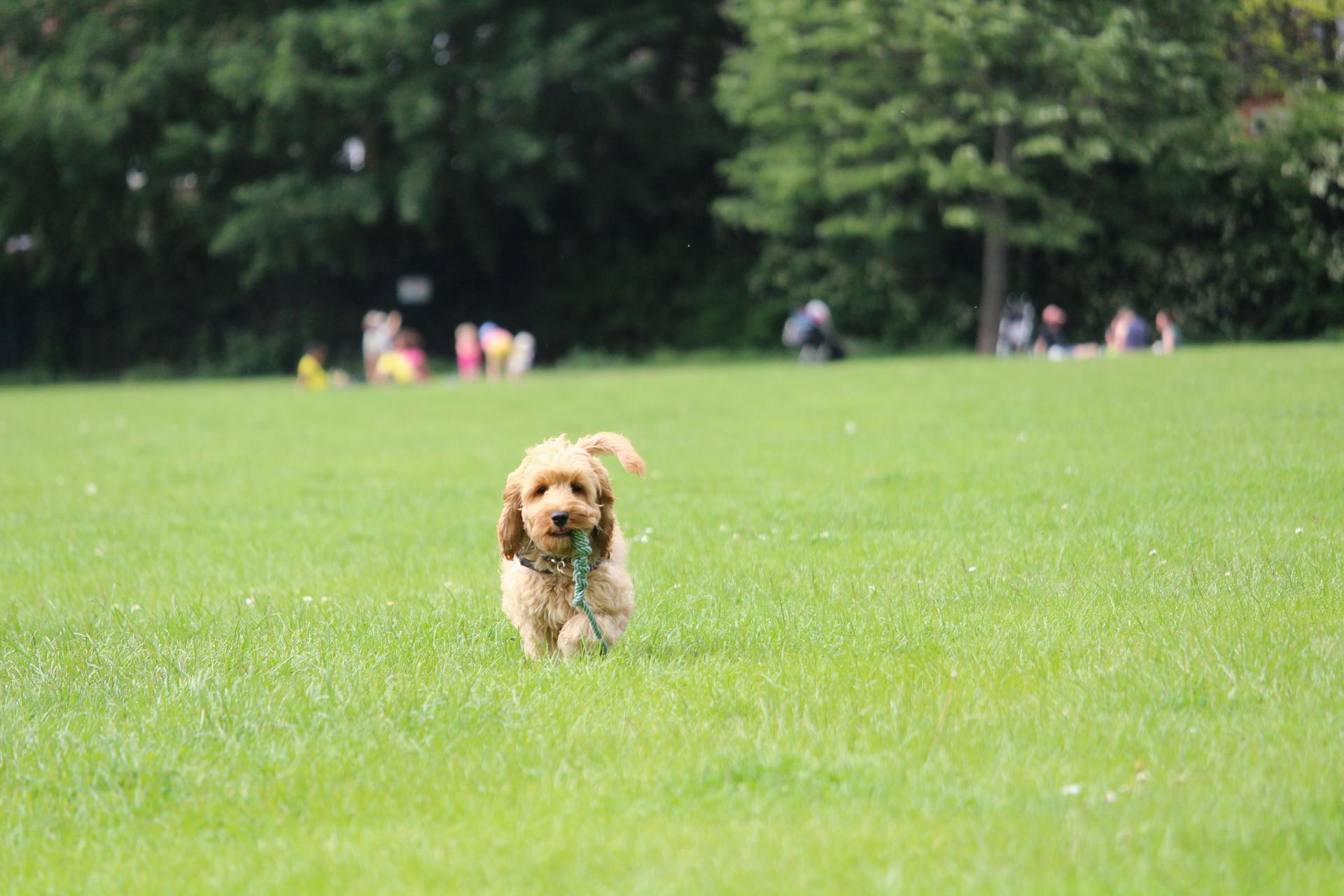 Hund i parken