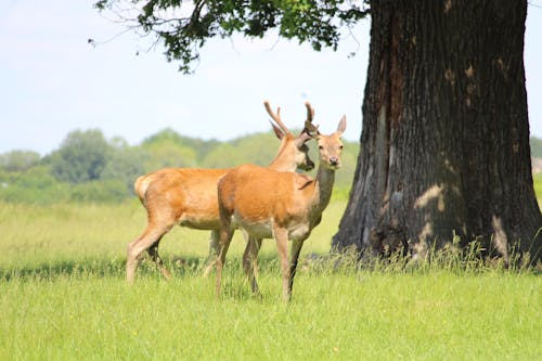 Brown Deer on the Grass Field