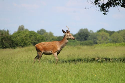 Brown Deer on Green Grass Field