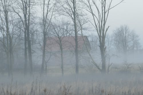 Free stock photo of barn, dawn, fog