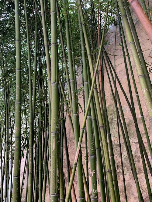 Kostenloses Stock Foto zu bambus, bäume, grün