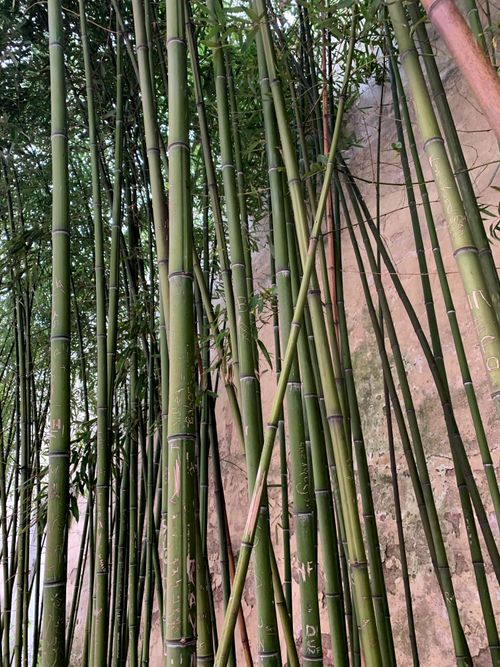 Free Close-up of green bamboo stalks in a peaceful forest setting, emphasizing natural beauty. Stock Photo