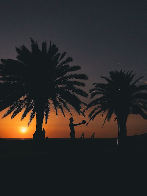 Silhouette of Man near Palm Trees on Sunset