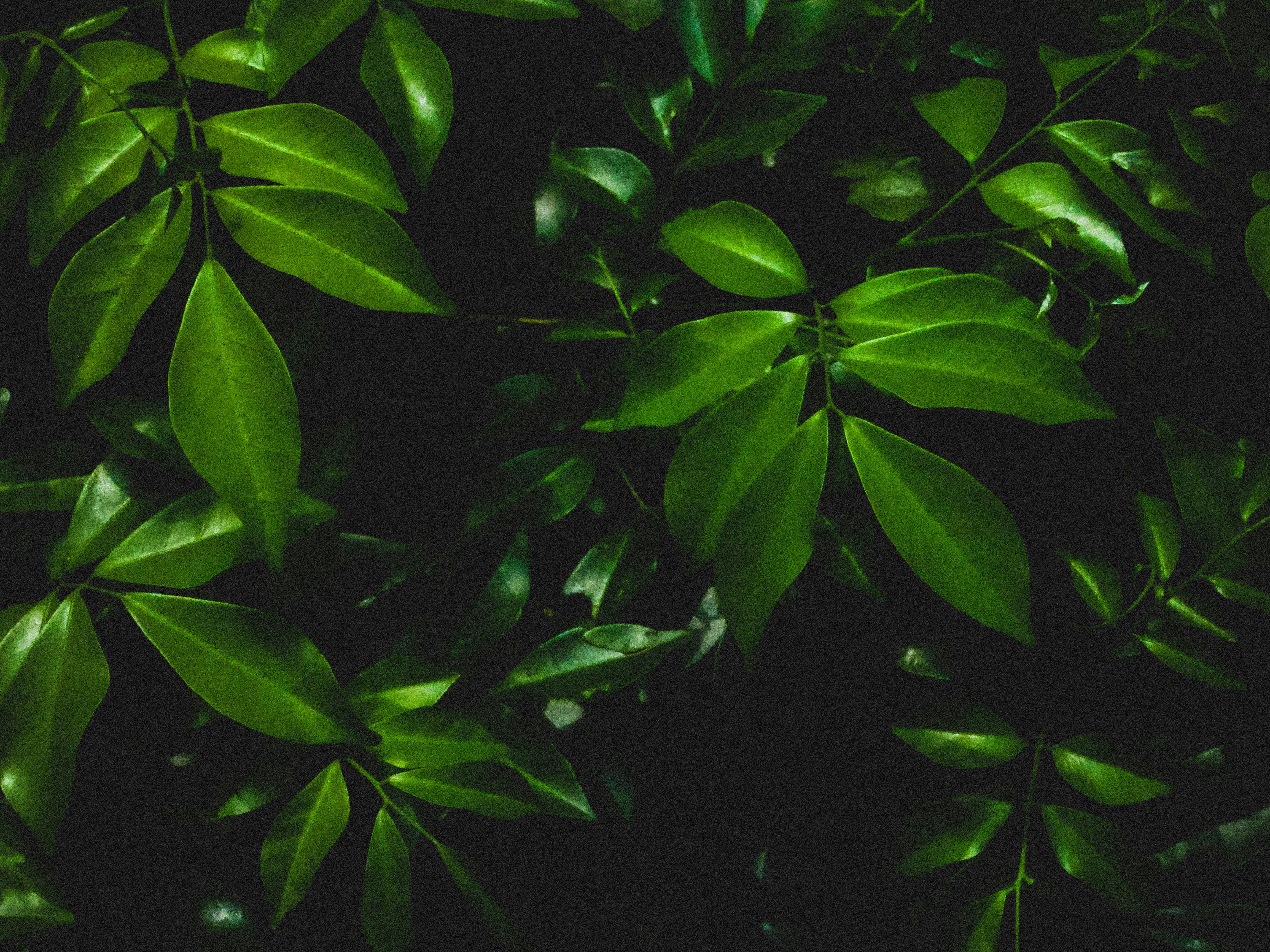 Free stock photo of dark, dark green, green