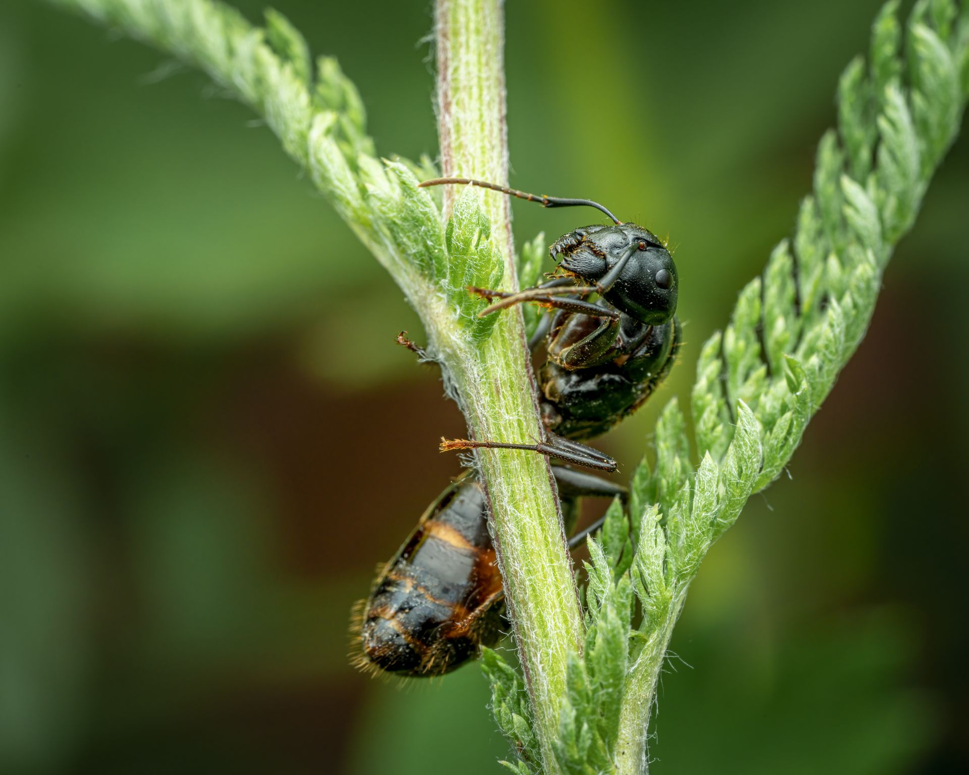 Detailed macro shot of a wasp perched on green foliage, showcasing nature's intricate design.