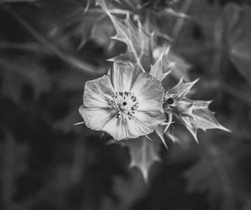 花, 黑與白 的 免費圖庫相片
