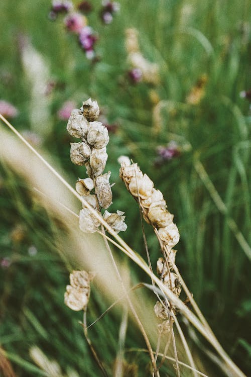 Foto stok gratis bidang, bunga kering, kulit padi