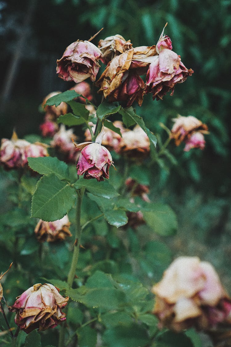 Shallow Focus Photo Of Wilted Flowers