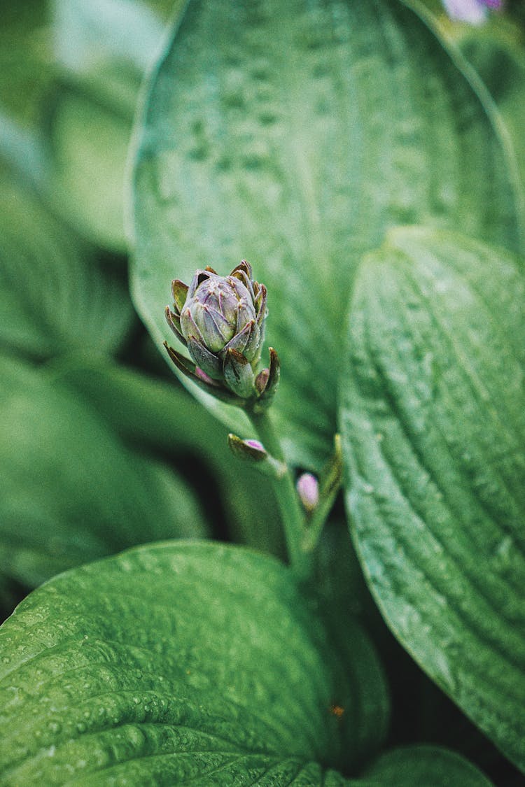 Close-Up Photo Of Growing Green Plant Bud