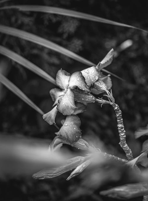 花, 黑與白 的 免費圖庫相片