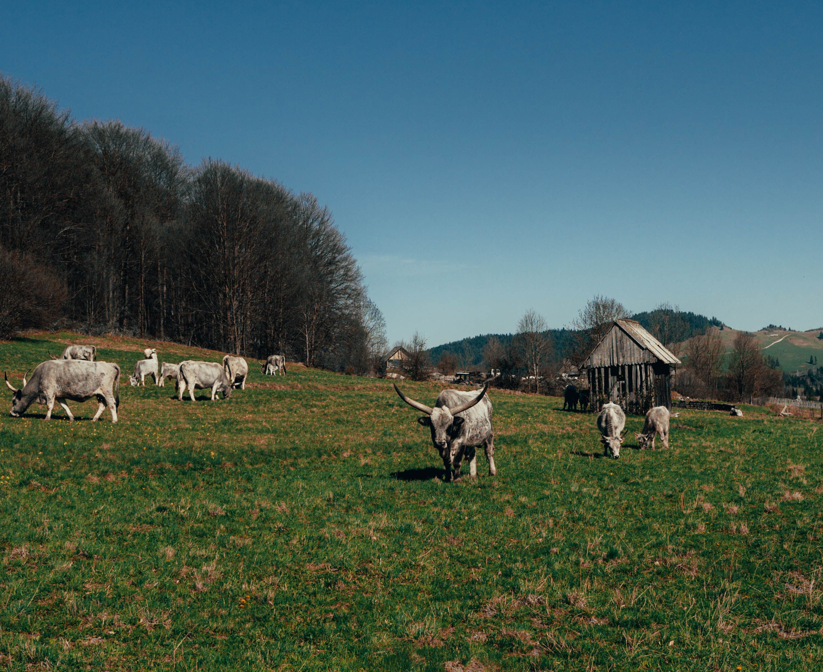 Cattle herd grazing on a picturesque Romanian countryside with wooden barn backdrop.