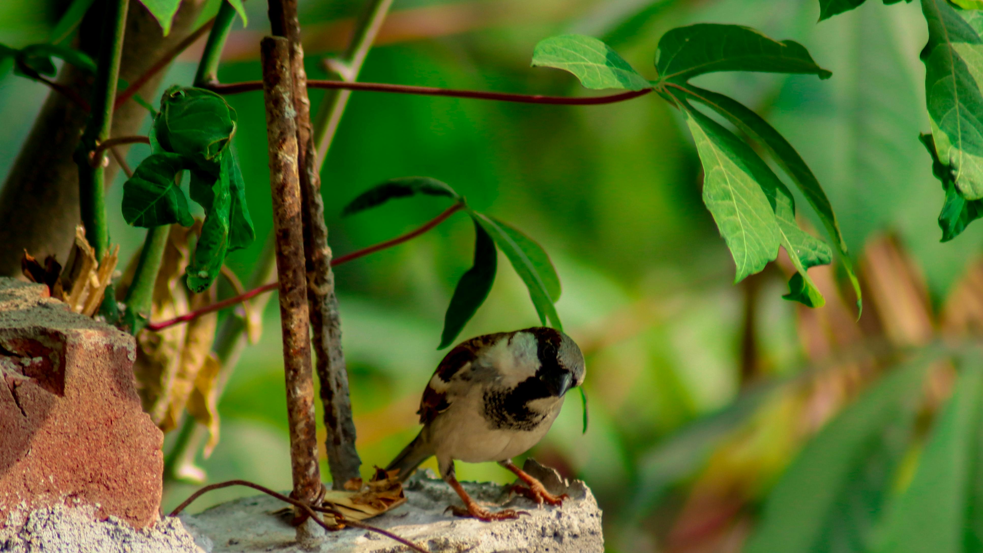 Foto Stok Gratis Tentang Burung Gereja