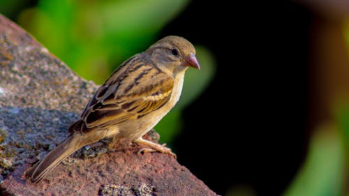 Free stock photo of sparrow Stock Photo