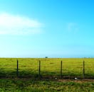 在明亮的蓝天下，广阔的绿地和栅栏非常适合自然主题