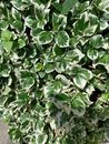 Fortune's Spindle Plant