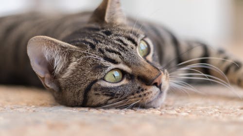 Portrait of a Grey Cat Lying Down 