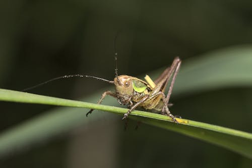 Grasshopper on a Blade of Grass