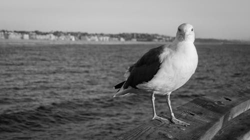 Безкоштовне стокове фото на тему «goã © land, oiseau, plage»