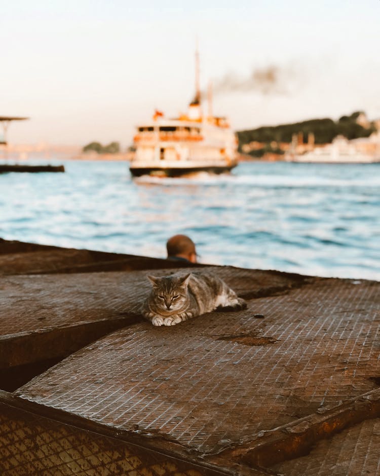 Cat Lying On Shore Near Water