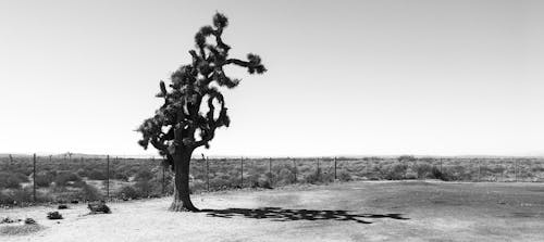 Δωρεάν στοκ φωτογραφιών με arbre, mojave, noir et blanc