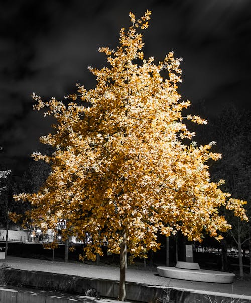 Безкоштовне стокове фото на тему «arbre, automne, couleurs»