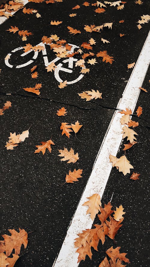 Free Dried Leaves on a Bike lane Stock Photo
