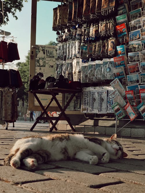 Free Cat Sleeping on Sidewalk Stock Photo