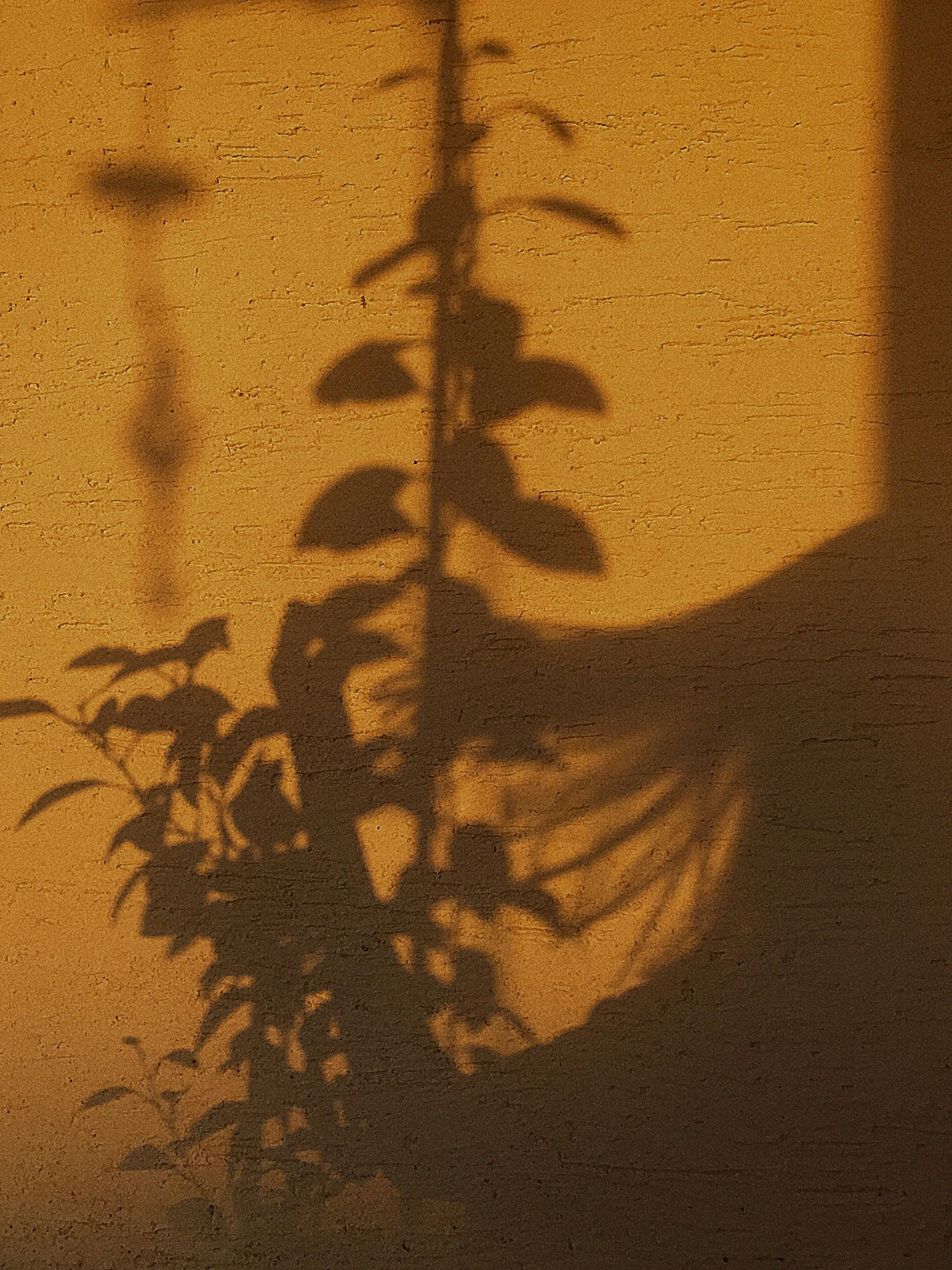 Black Leaf With Branch on White Painted Wall · Free Stock Photo