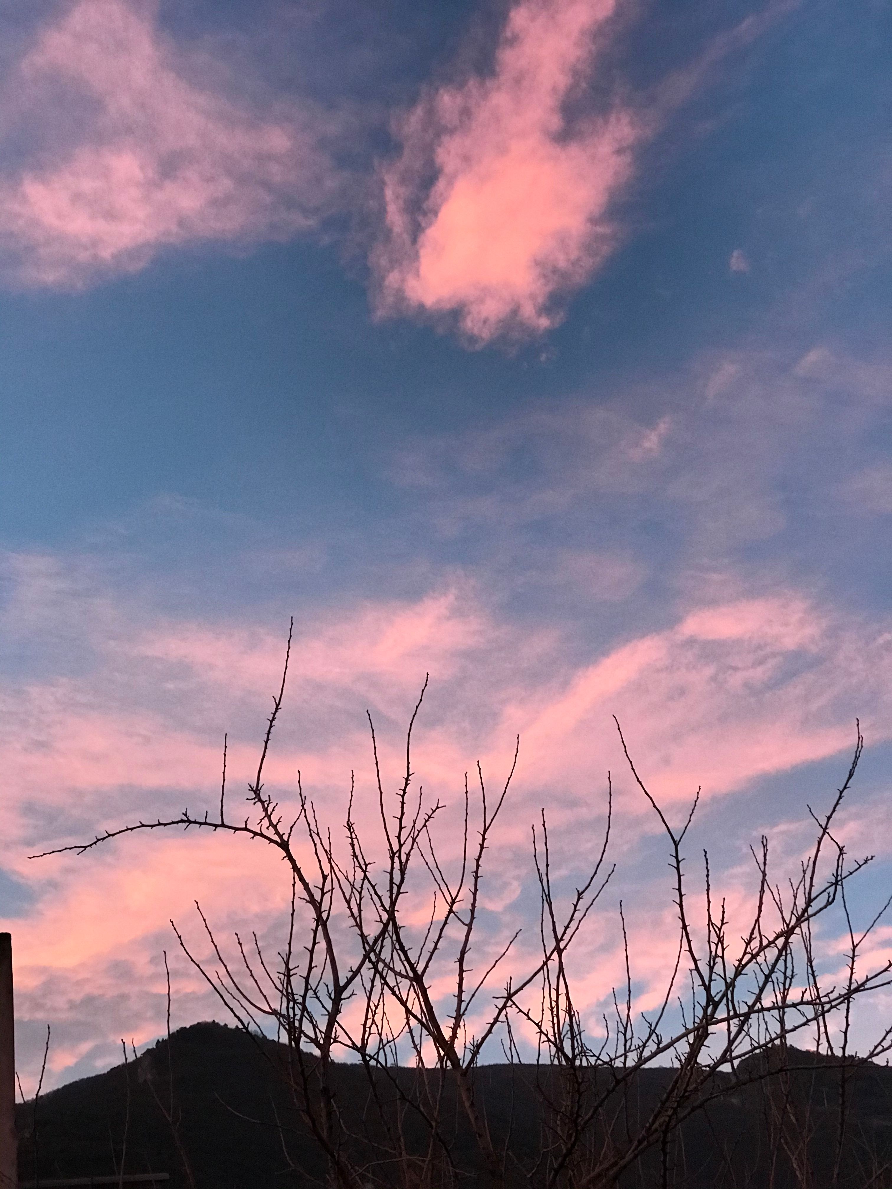 Beautiful sunset with pink clouds and silhouetted branches against a blue sky.