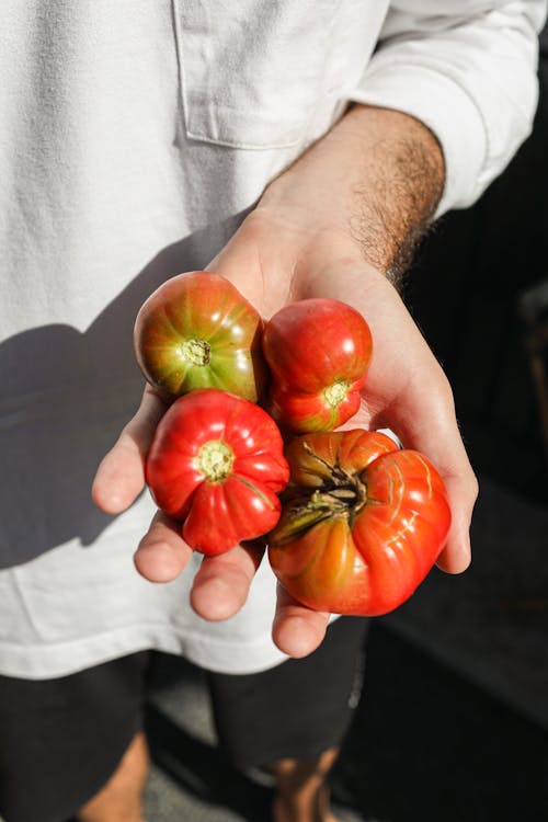 A Person Holding Tomatoes