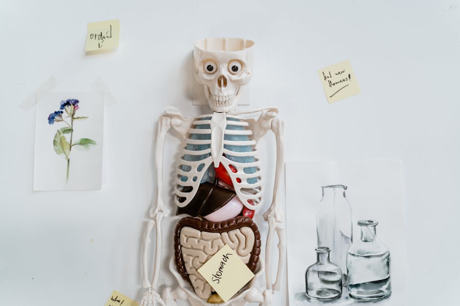Visceral fat, internal organs diagram