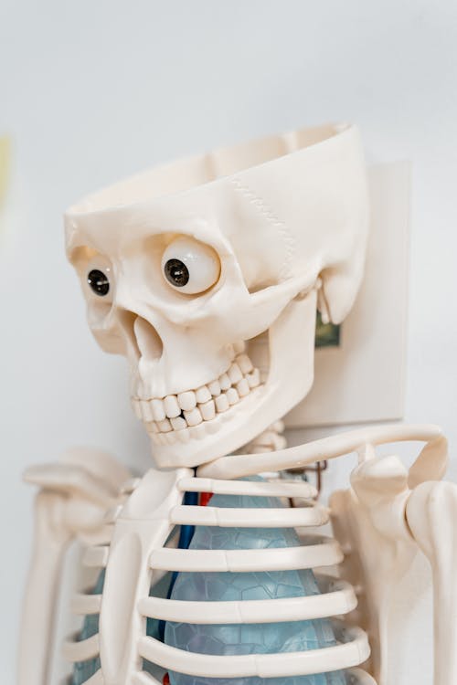 Free Skeleton Model Mounted on Wall Stock Photo