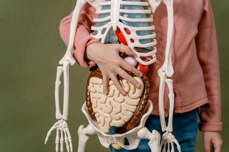 A Child Holding A Skeleton Model