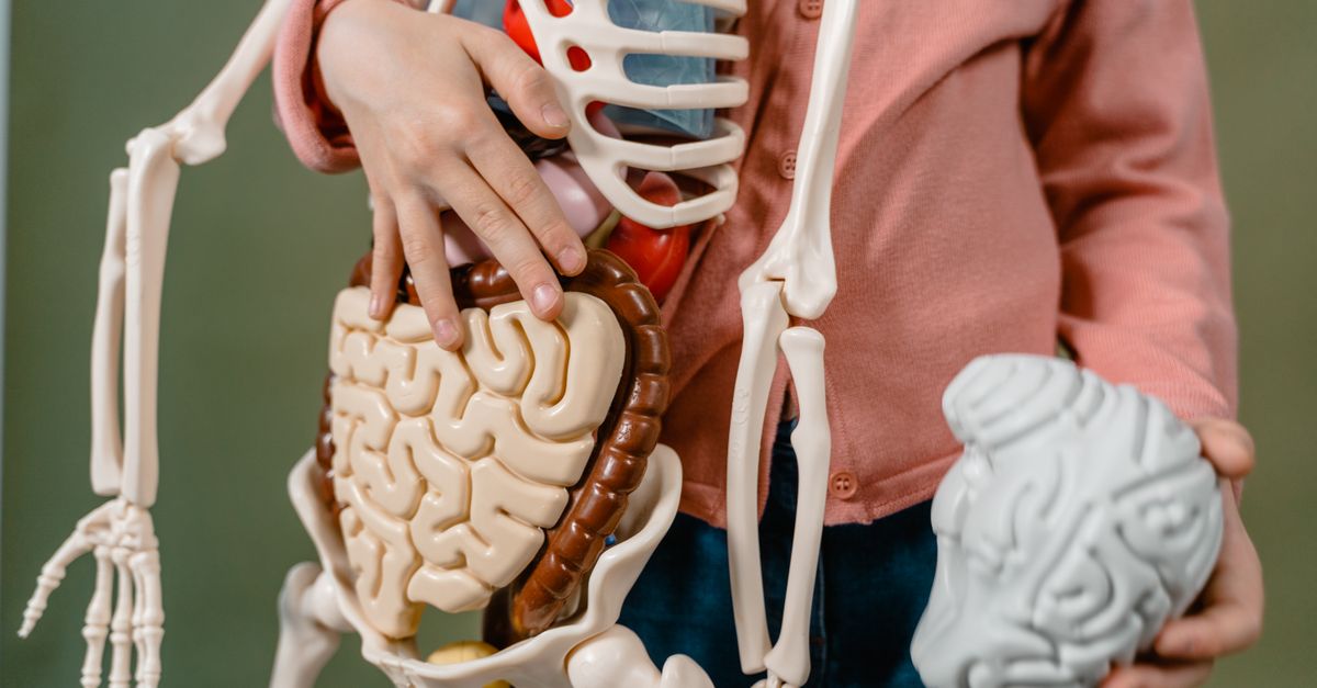 A child interacts with a detailed anatomical skeleton model, showcasing the brain and digestive system. - Evidence evidence guide for probiotic digestive comfort meta-analysis