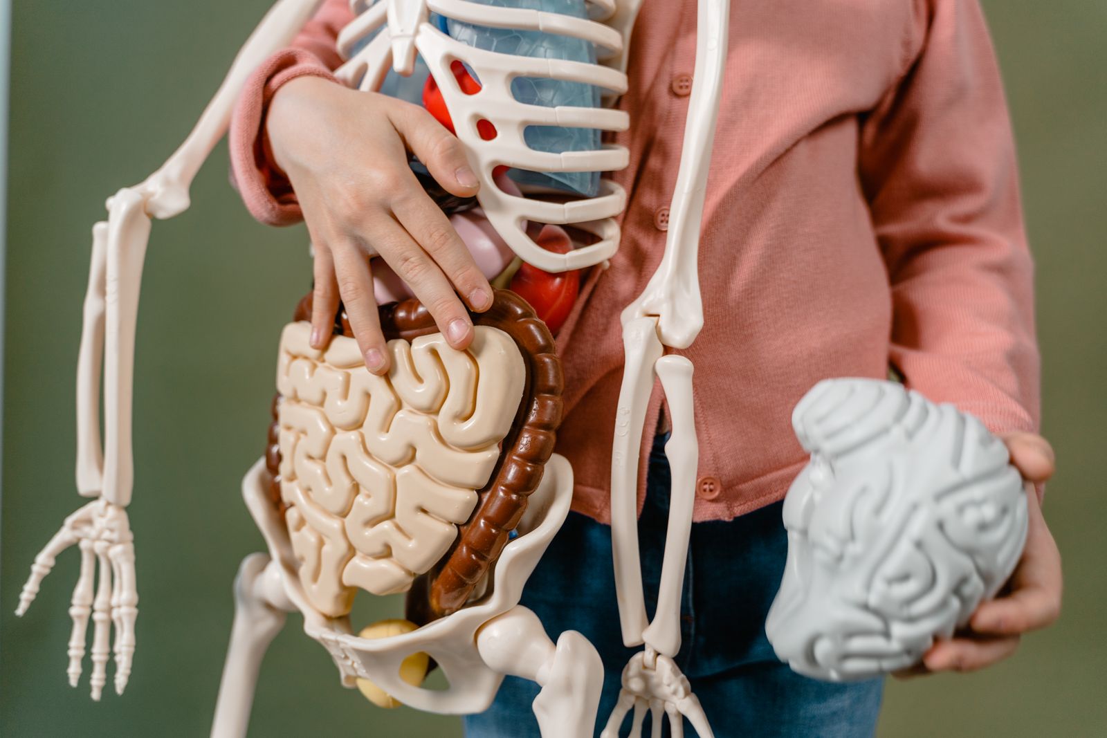 Gut-Brain Axis - How Digestive Health Affects Mood