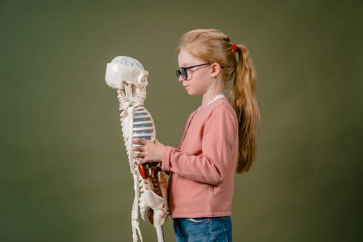 Young girl explores human skeleton model in a studio setting, showcasing curiosity and learning.