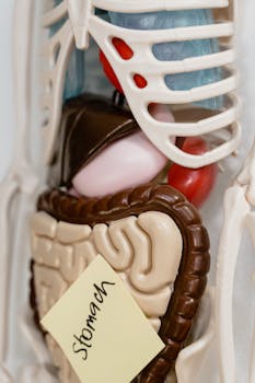 Close-up view of anatomy model showing stomach marked with a sticky note, ideal for educational use.