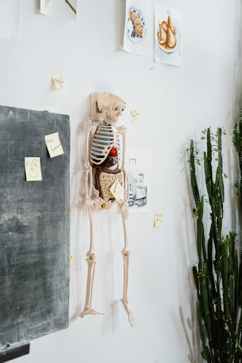 A Skeleton Hanged on a Wall