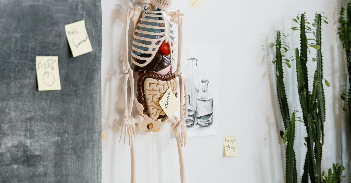 10 estructuras humanas con funciones que la ciencia sigue investigando 10 estructuras humanas con funciones que la ciencia sigue investigando