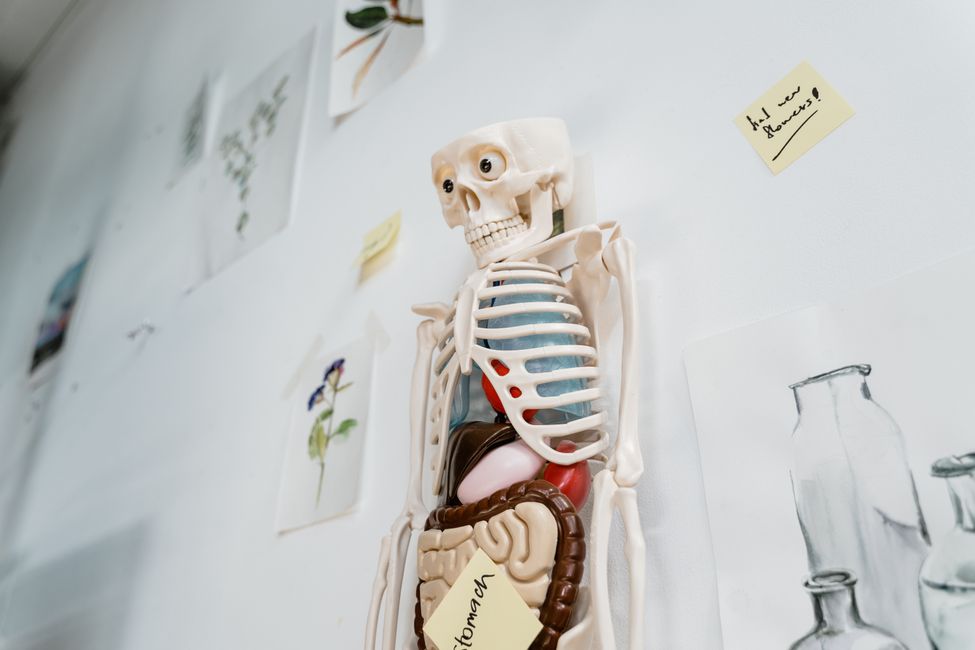 human digestive system diagram