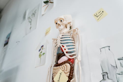 White Skeleton Model Hanging on a White Wall