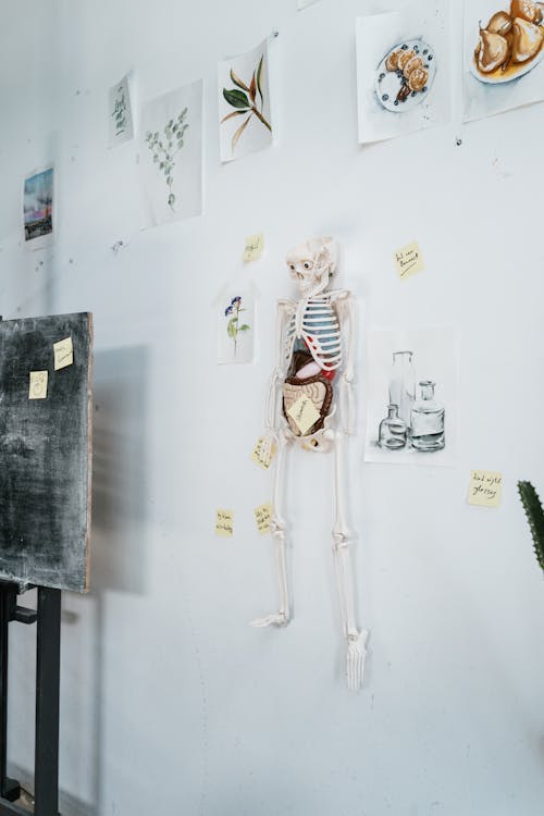White Skeleton Model Hanging on a White Wall