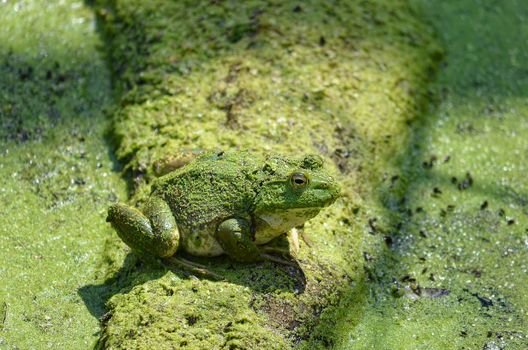 Close-up of a Mossy Bullfrog