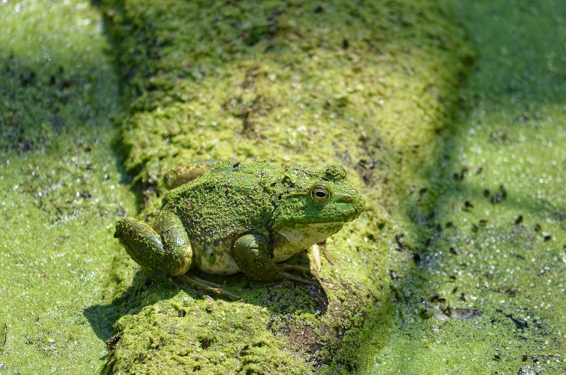 Close-up of a Mossy Bullfrog · Free Stock Photo