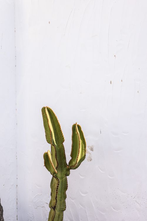 Free A vertical close-up of a tall cactus with a white textured wall backdrop, offering ample copy space. Stock Photo